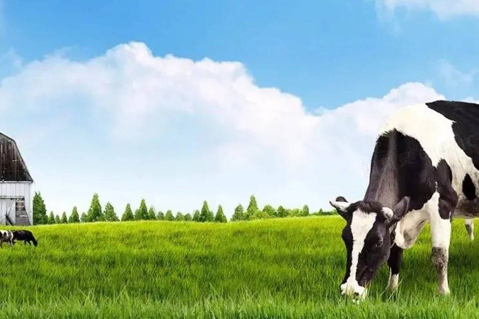 雅培奶粉不合格,依诺铂欧奶粉好不好