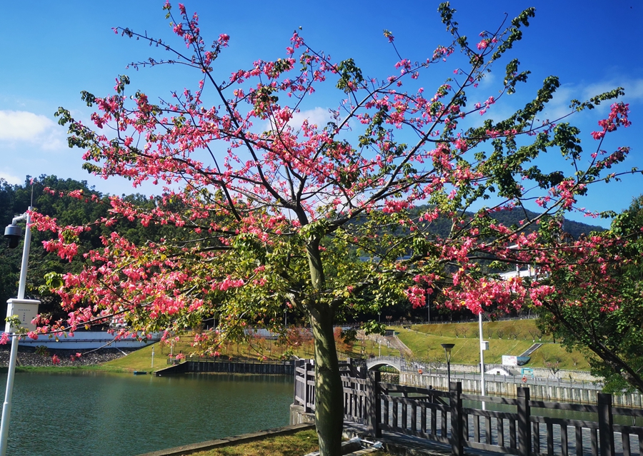 深圳成功打造世界著名花城,深圳打造国际花园城市