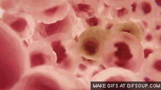 日本干细胞治疗甲减,干细胞移植可以治愈甲减吗