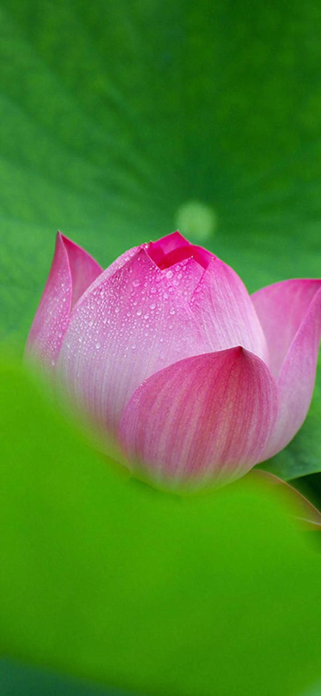 荷花千瓣莲唯美高清大图壁纸,唯美荷花壁纸手机超清全面屏