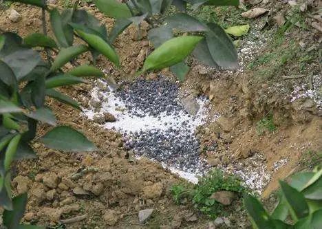 柑橘梢多花少如何保果,柑橘有花无梢是什么原因