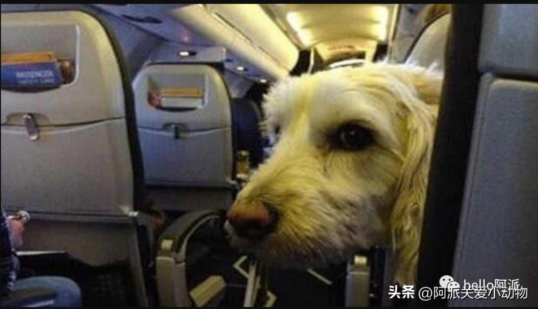毛孩子能坐飞机吗,宠物能坐飞机吗需要哪些手续呢