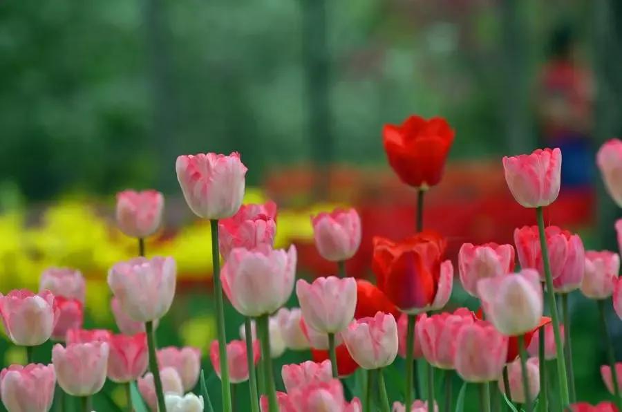 郁金香花的花语和传说,古代花语郁金香