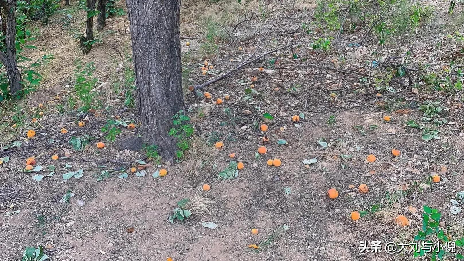 杏熟了的时候快来摘杏,山里的杏熟了图片