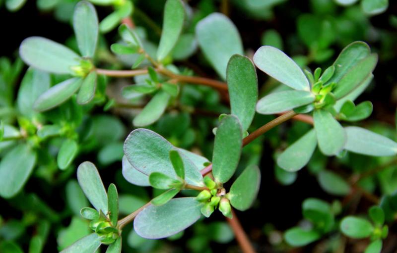 浙江人常吃的蔬菜有哪些,幼儿园常吃的蔬菜有哪些