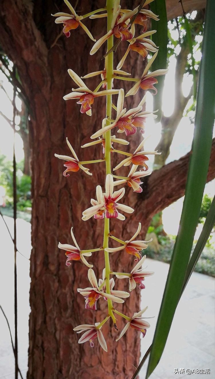 带你认识中华兰花纹瓣兰,顶级纹瓣兰图片