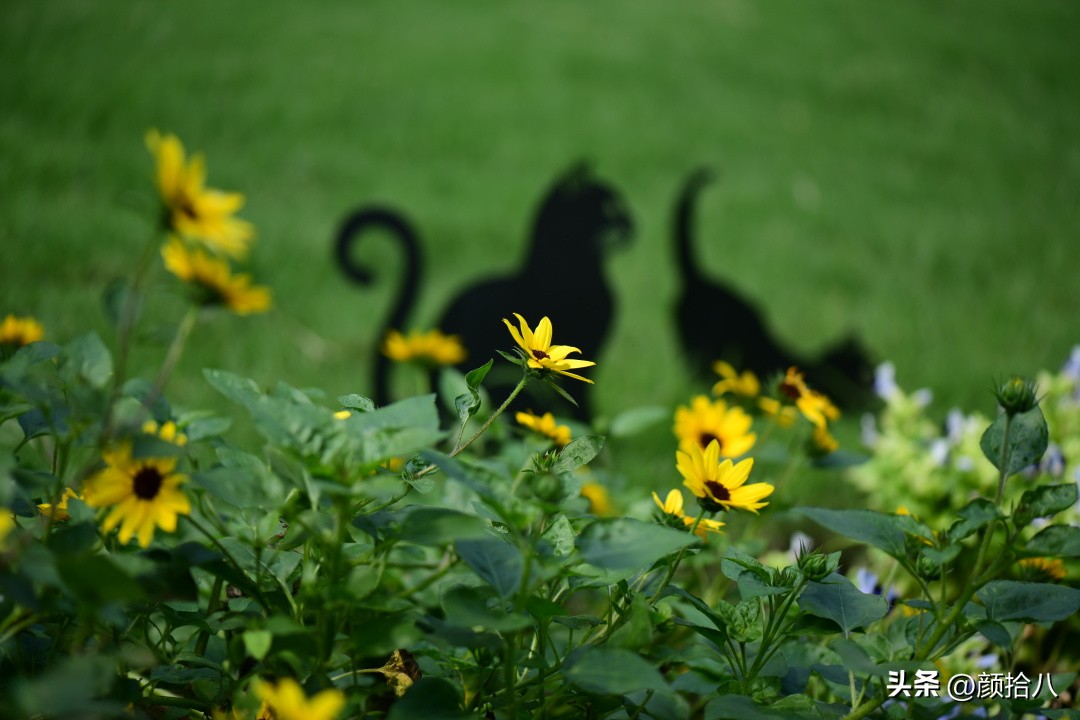 光辉岁月向日葵单朵花能开多少天,光辉岁月向日葵开花效果