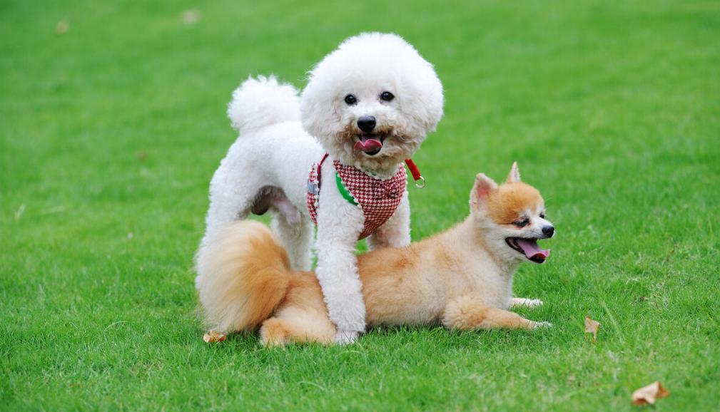 比熊为什么喜欢乱咬,比熊为什么总是爱乱咬