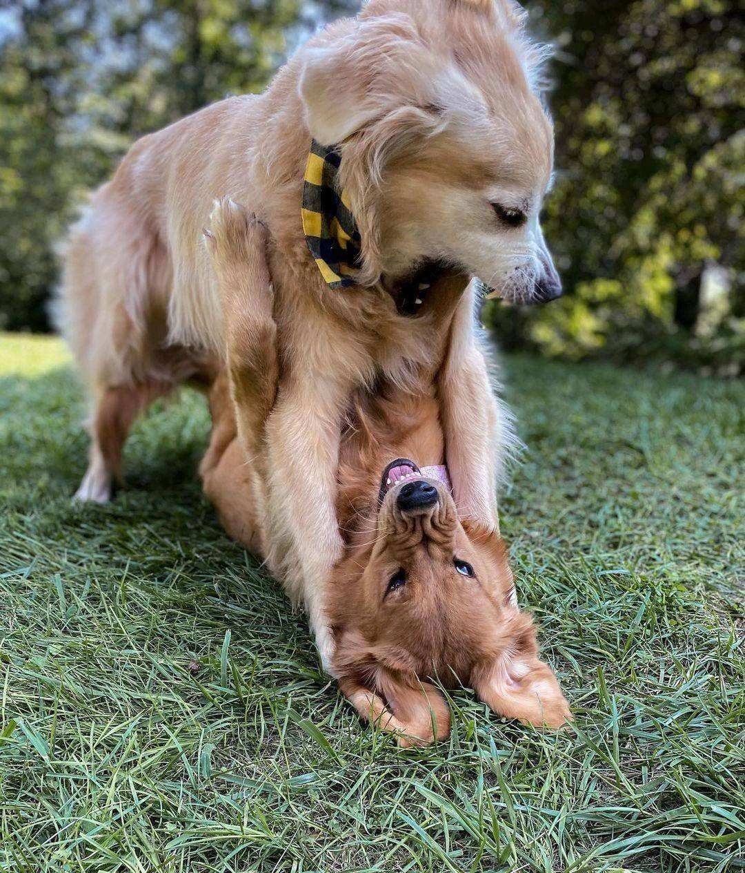 养公狗和母狗的区别你会怎么选,怎么分清公狗和母狗的区别