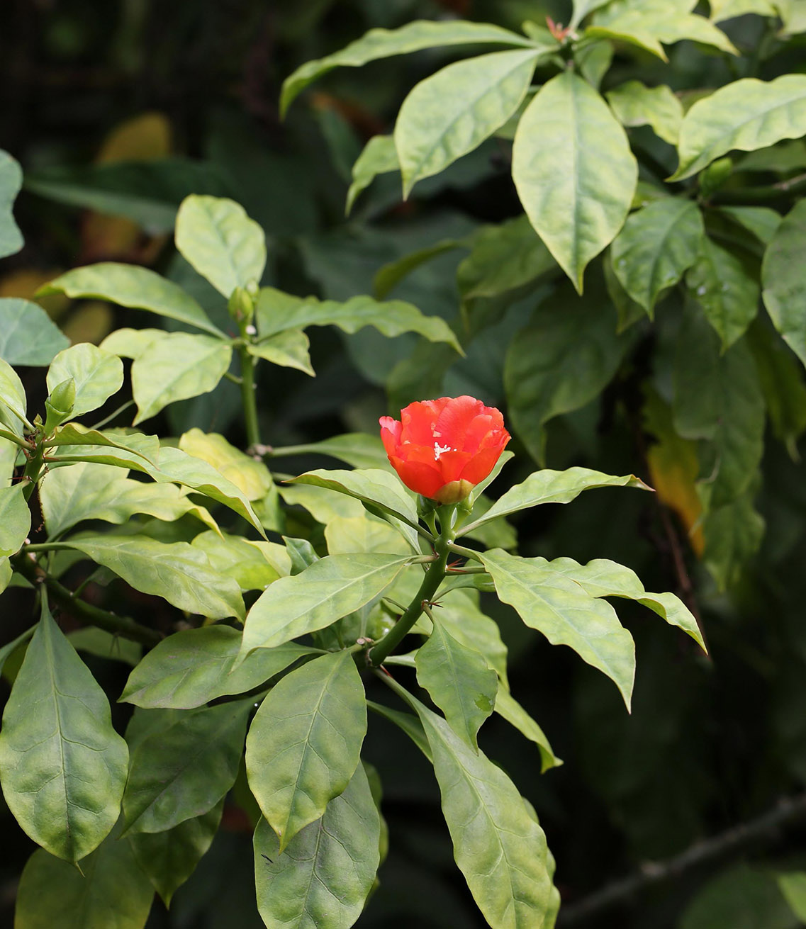 最美最惊艳的仙人掌花,仙人掌奇花图片大全