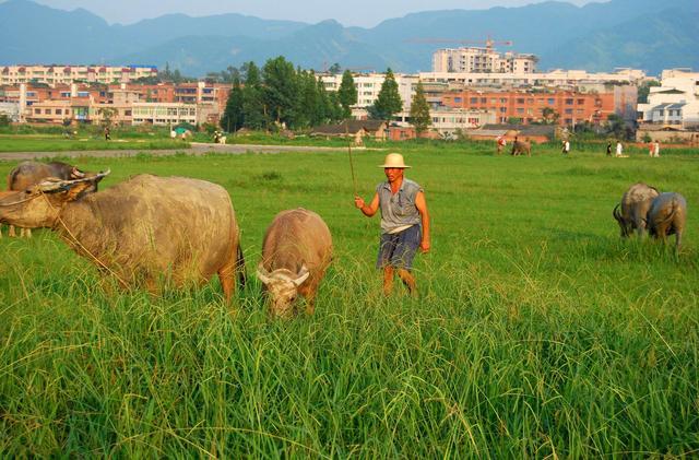 母牛产后怎么消炎,母牛产后怎么护理和饲喂
