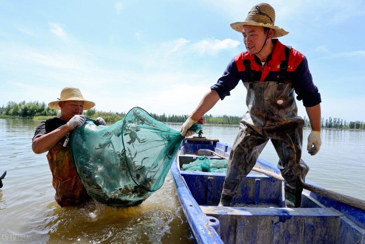 大闸蟹整塘死亡，蟹农损失严重，螃蟹要涨价？网友热议