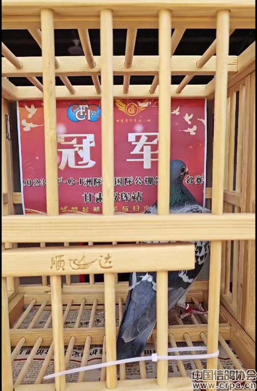 冠军高分速归巢！“洲际杯”甘肃帝珲站509公里决赛精彩回顾