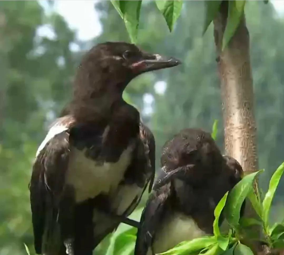 山东女孩承包5600亩地,女子承包500亩地种红薯被村民偷挖