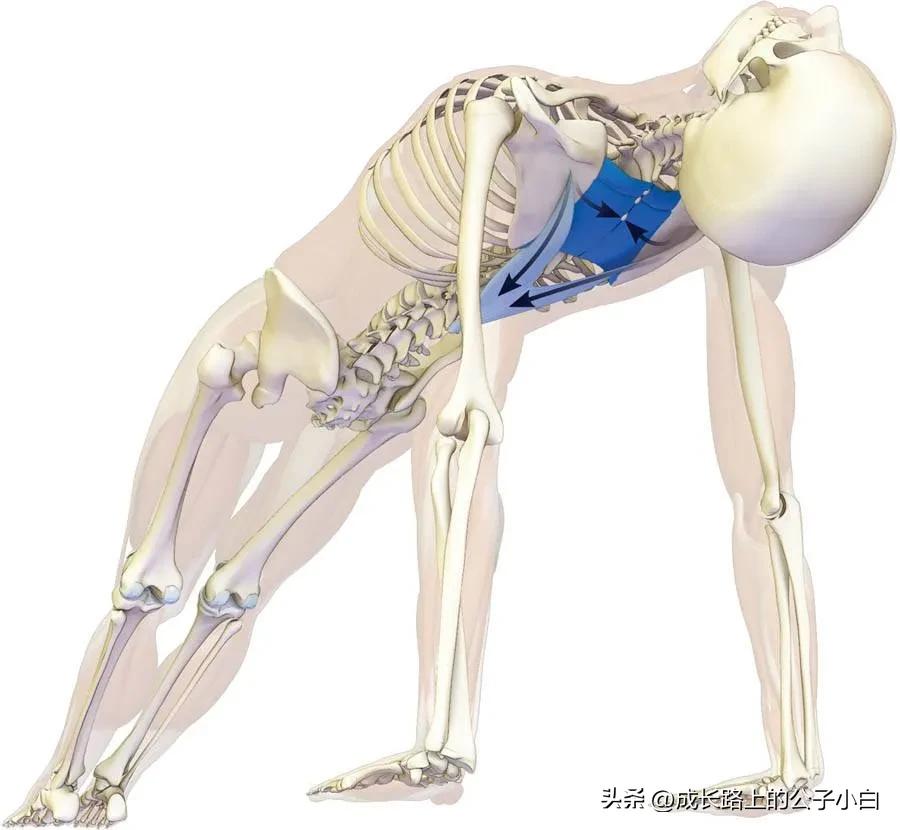 瑜伽解剖体式图解,瑜伽解剖体式讲解