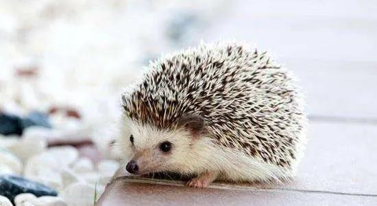 几种好养的宠物便宜学生党粘人,养什么宠物安全又干净又可爱