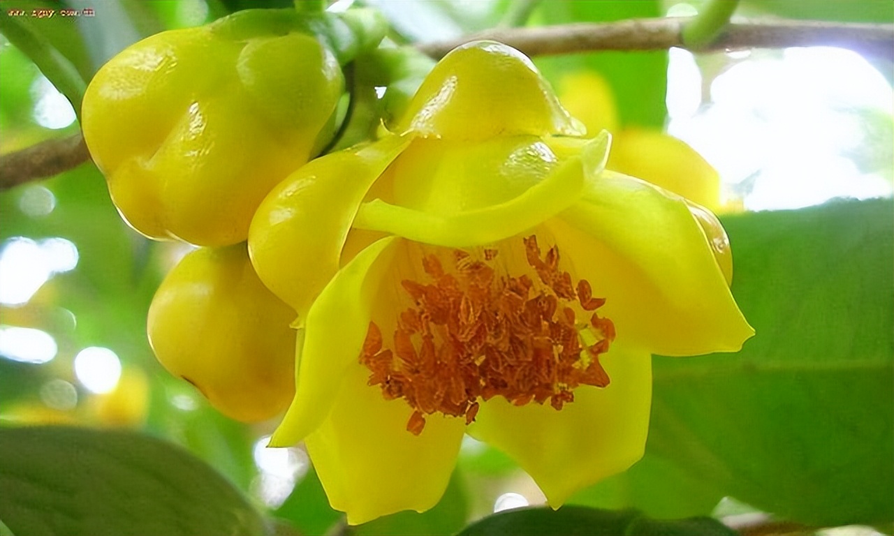 植物中的大熊猫是什么,植物大熊猫有哪些品种