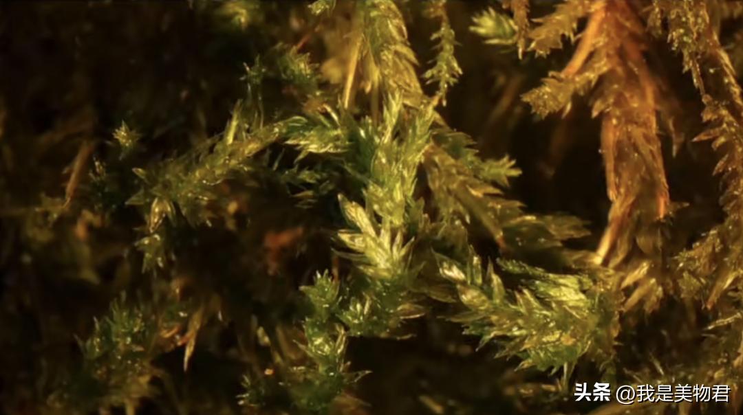 夏天敷补水保湿面膜,敷个面膜补补水分