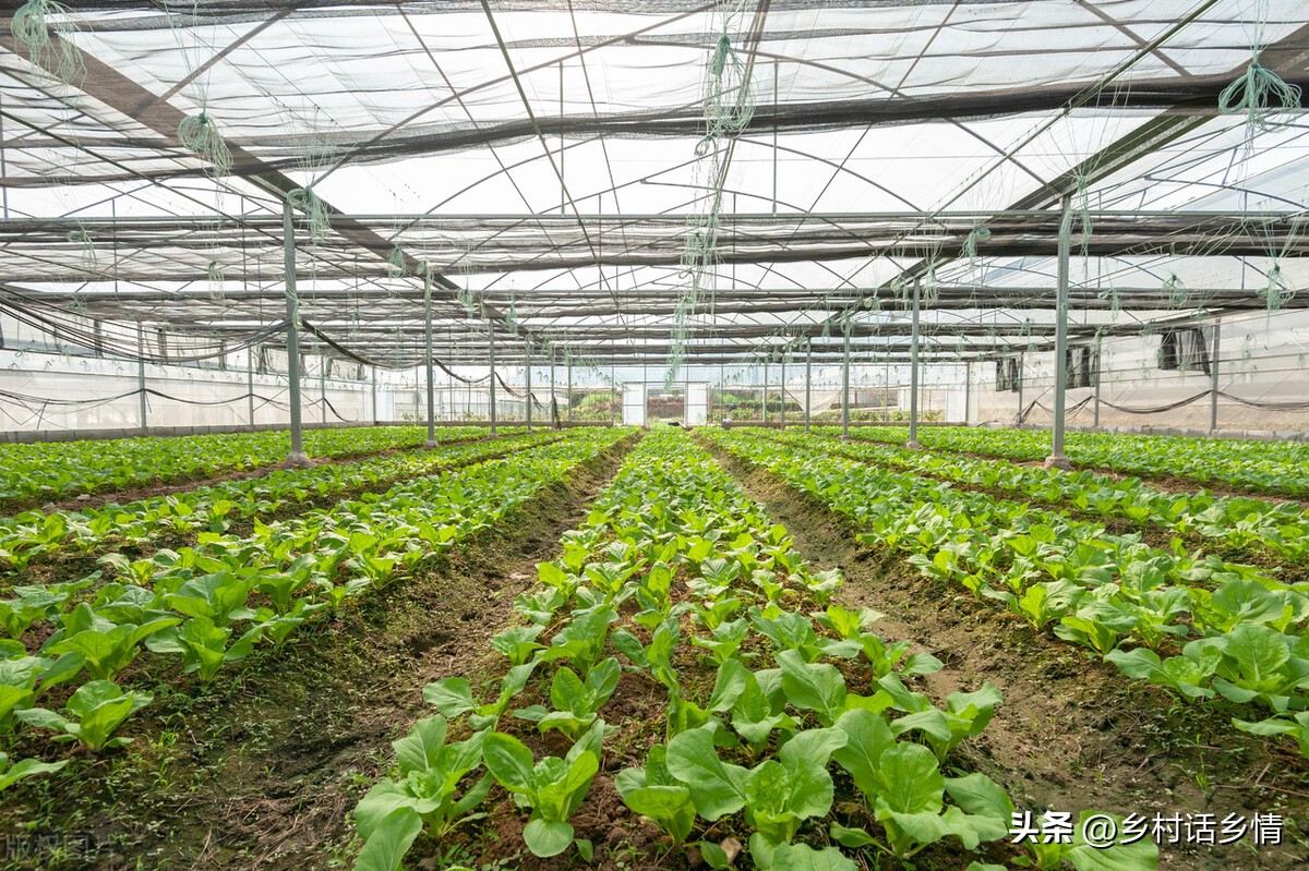 2022年春季种植啥蔬菜最合适,2024年北方春季种什么蔬菜最挣钱
