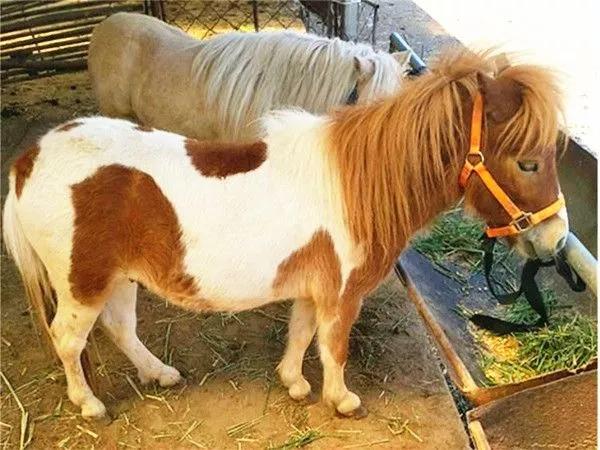 动物千姿百态,动物园的动物千姿百态