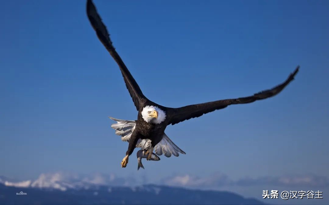 惊蛰惊动了哪些虫子,惊蛰惊虫
