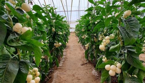 人参果来源于哪个国家的植物,人参果是什么植物结果的图片