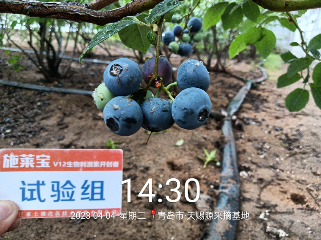 蓝莓大果哪个品种早熟,蓝莓大果新品种
