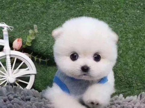 养茶杯犬如何才养不死,茶杯犬好养吗寿命长吗