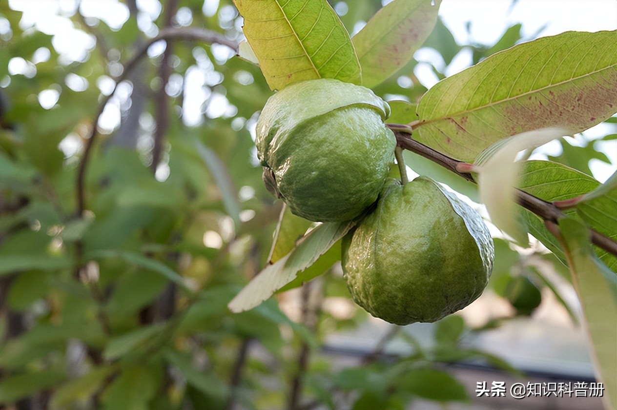 十种能吃的水果,哪种水果最健康