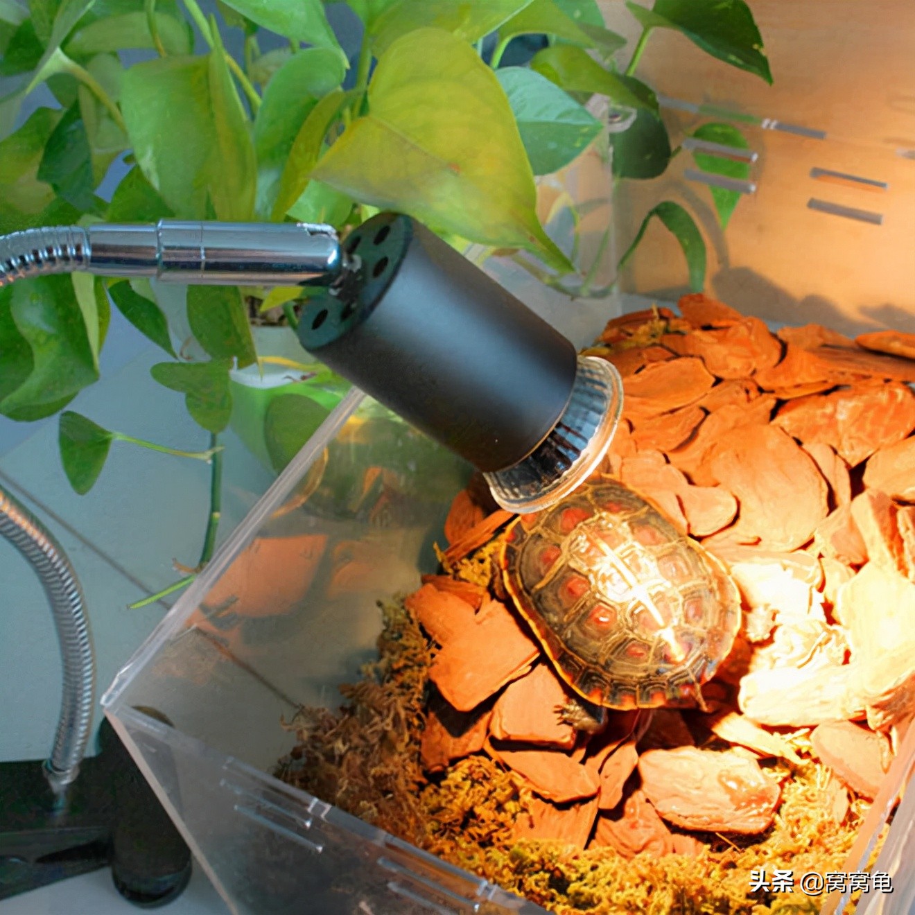 养龟怕冷还是怕热,养龟有什么说法