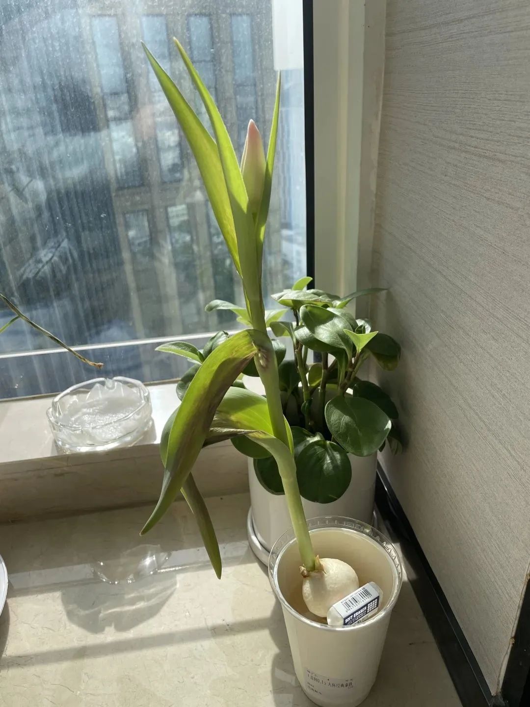 郁金香叶子发黄蔫了,郁金香叶片枯萎怎么办