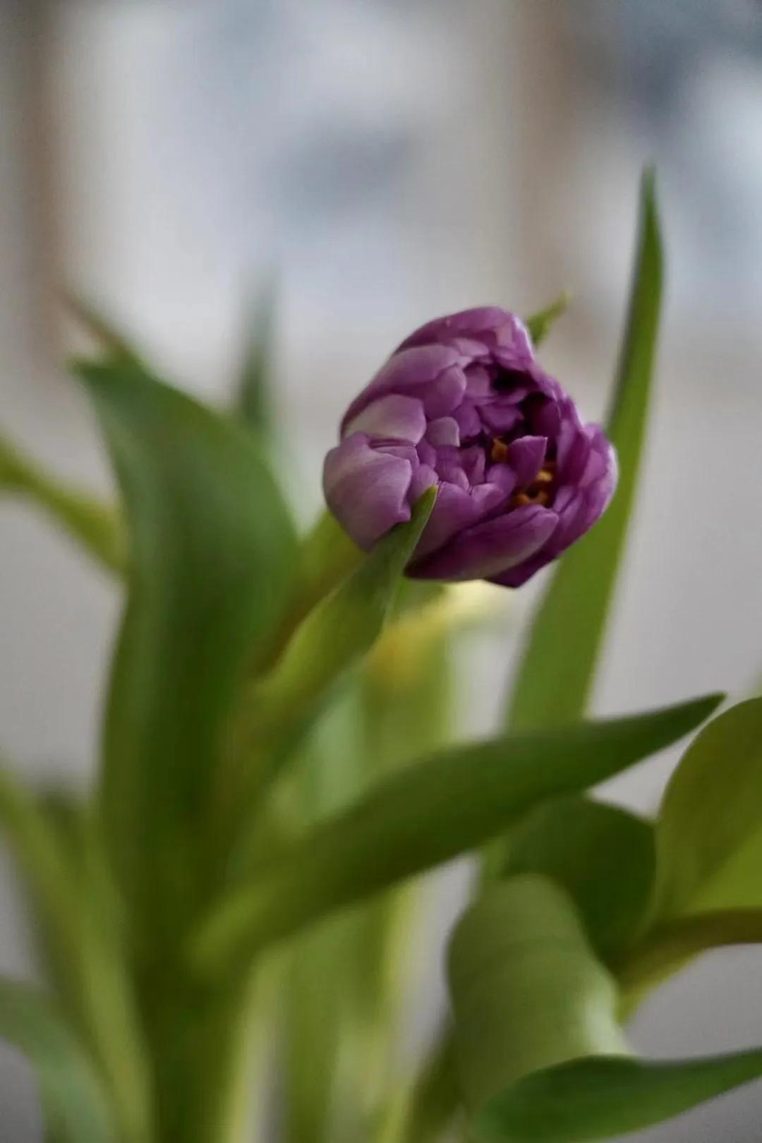 郁金香怎么种植,郁金香怎么画