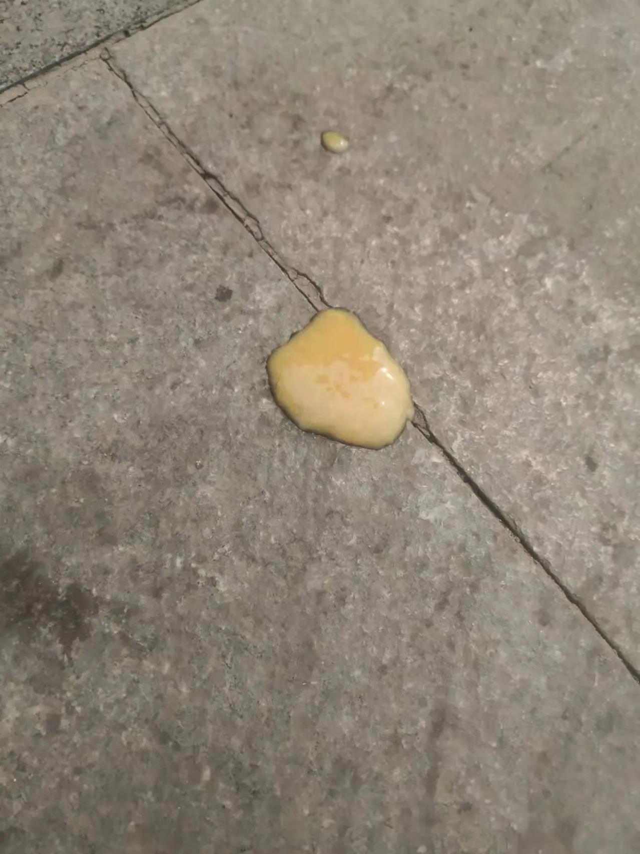 揭秘黑心宠物店卖的猫狗都不长命,曝光卖狗无良商家