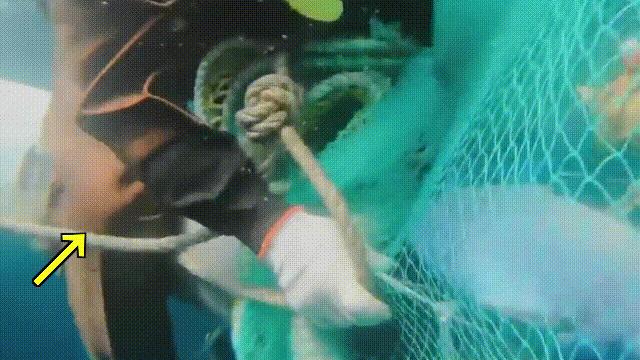 三文鱼水光真假分辨,哪种才是真正的三文鱼