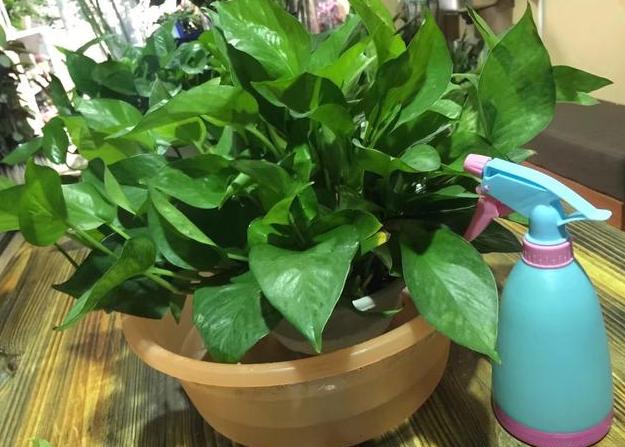 绿萝扦插水培的方法与技巧,绿萝剪枝扦插方法水培教程