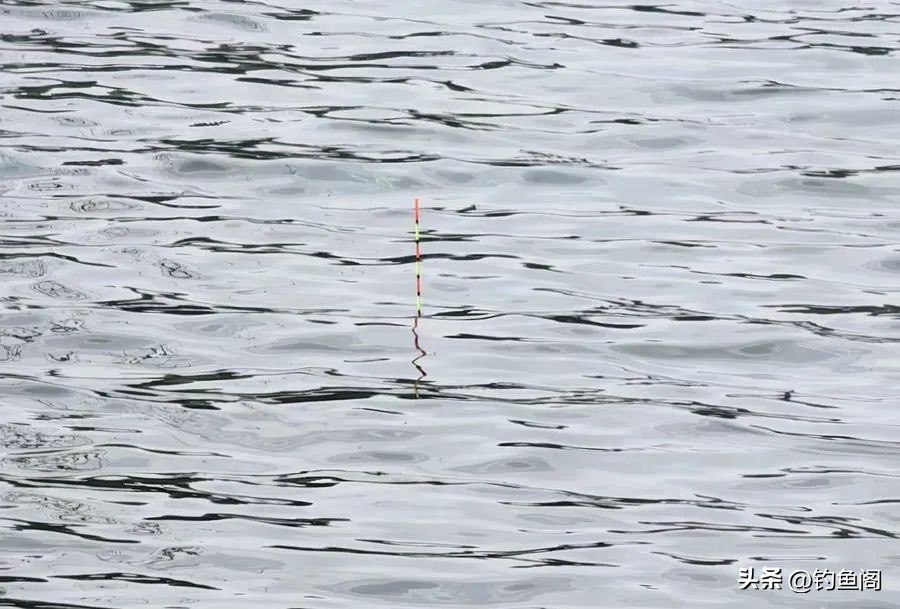 钓鲢鳙的调漂正确方法与步骤图解,钓鲢鳙的调漂的正确方法