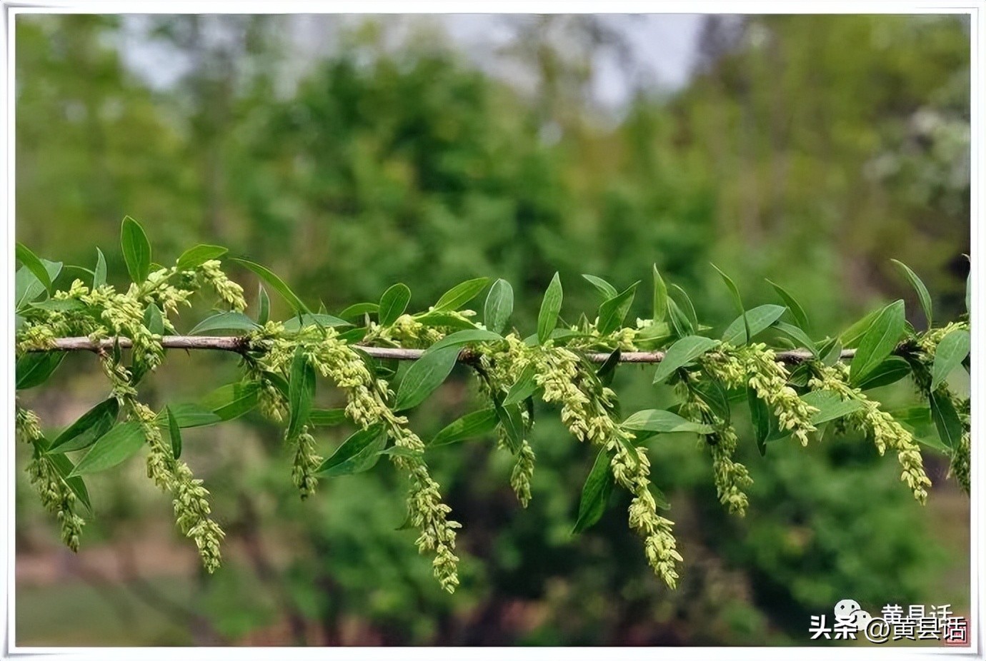 条子编筐子步骤图解,十二种手工编筐