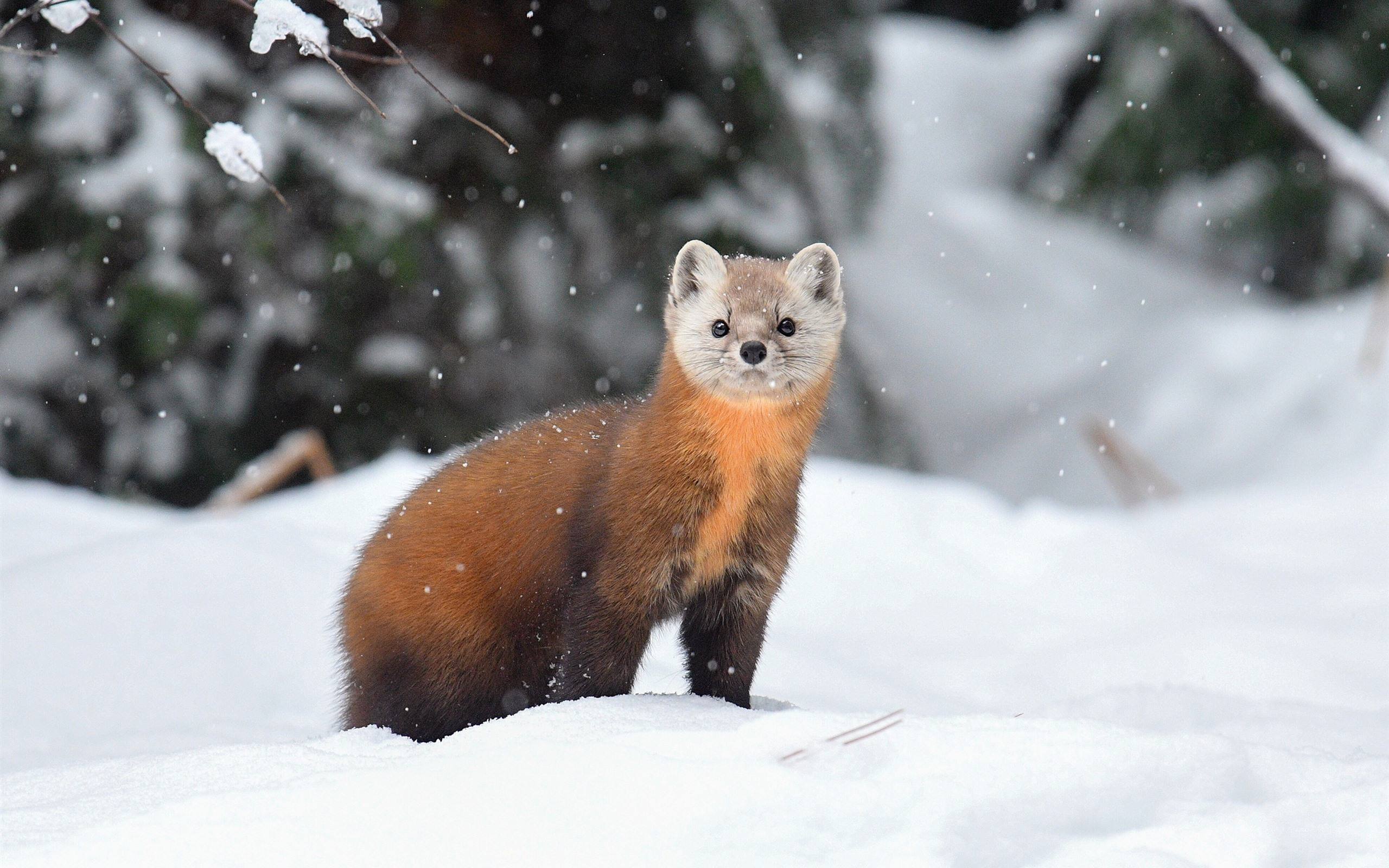 狍子被称为东北第一神兽,东北神兽狍子真的傻吗