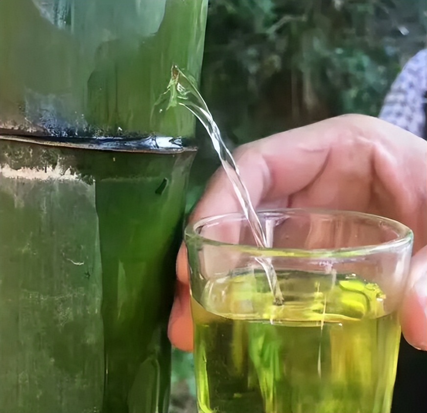 竹子做的酒真的能喝吗,竹子灌酒为什么酒没有了
