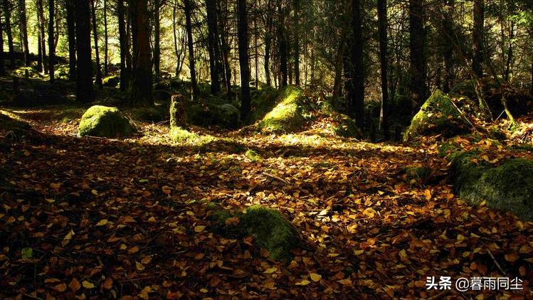 野外旅游怎么防蛇咬伤别人,野外防被蛇咬带什么药可保命