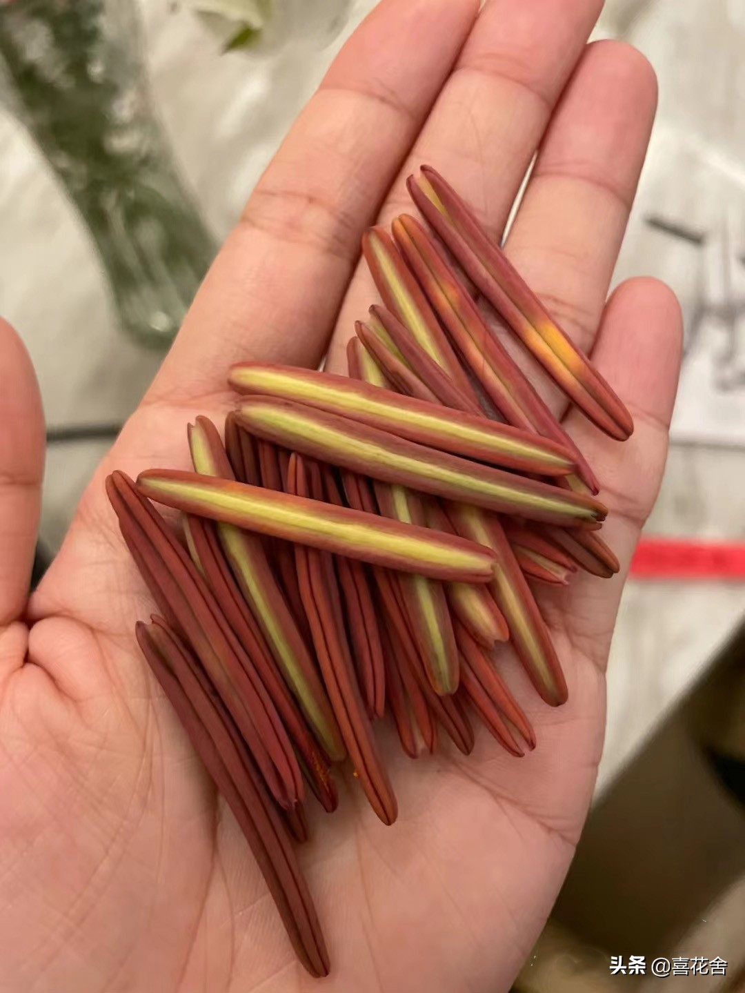 鲜花认识及养护第1：百合花——纯洁、高雅、芳香馥郁的花中女王