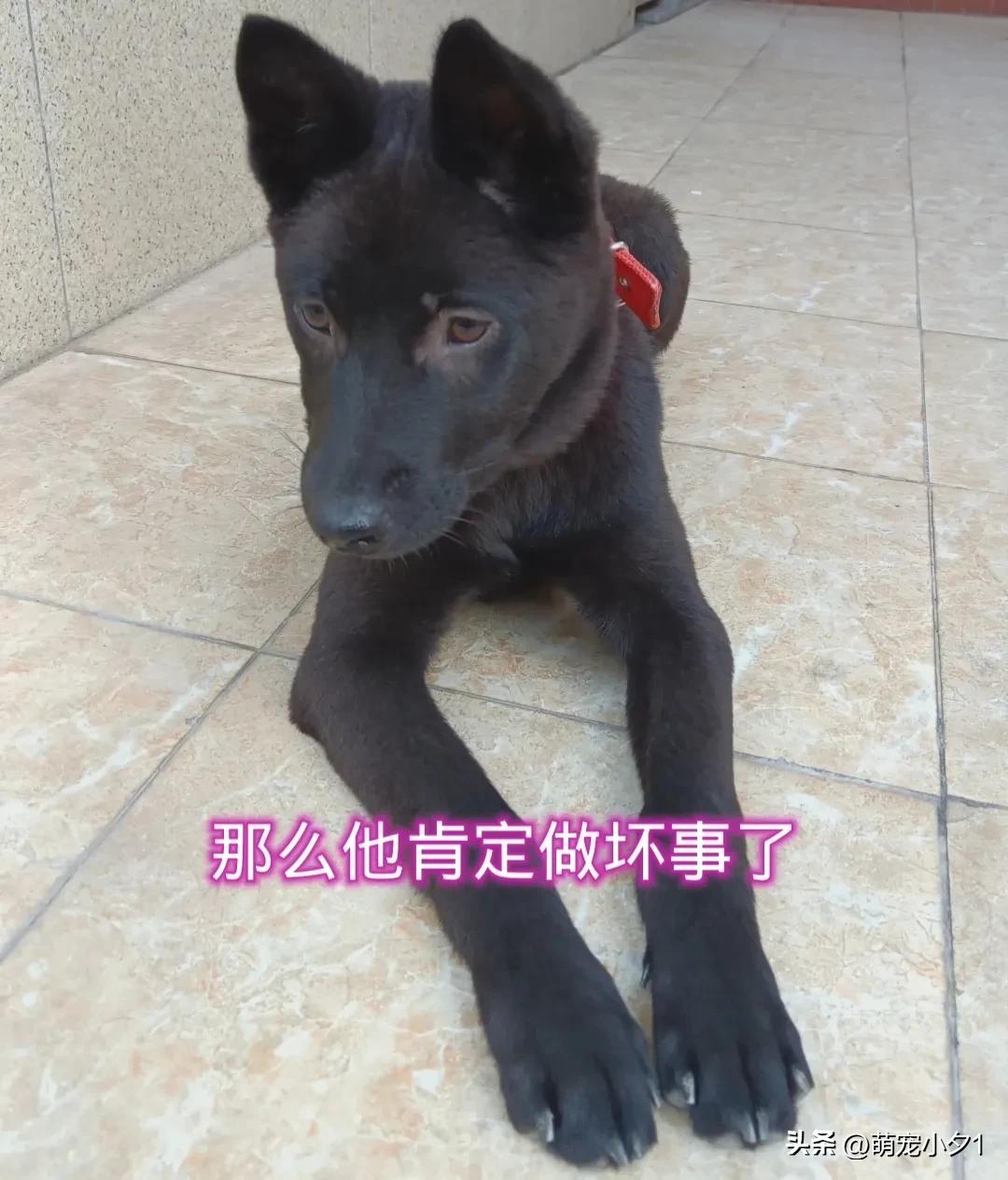 狗狗怕主人怎么样能恢复正常,狗狗怕打针扛着主人跑了