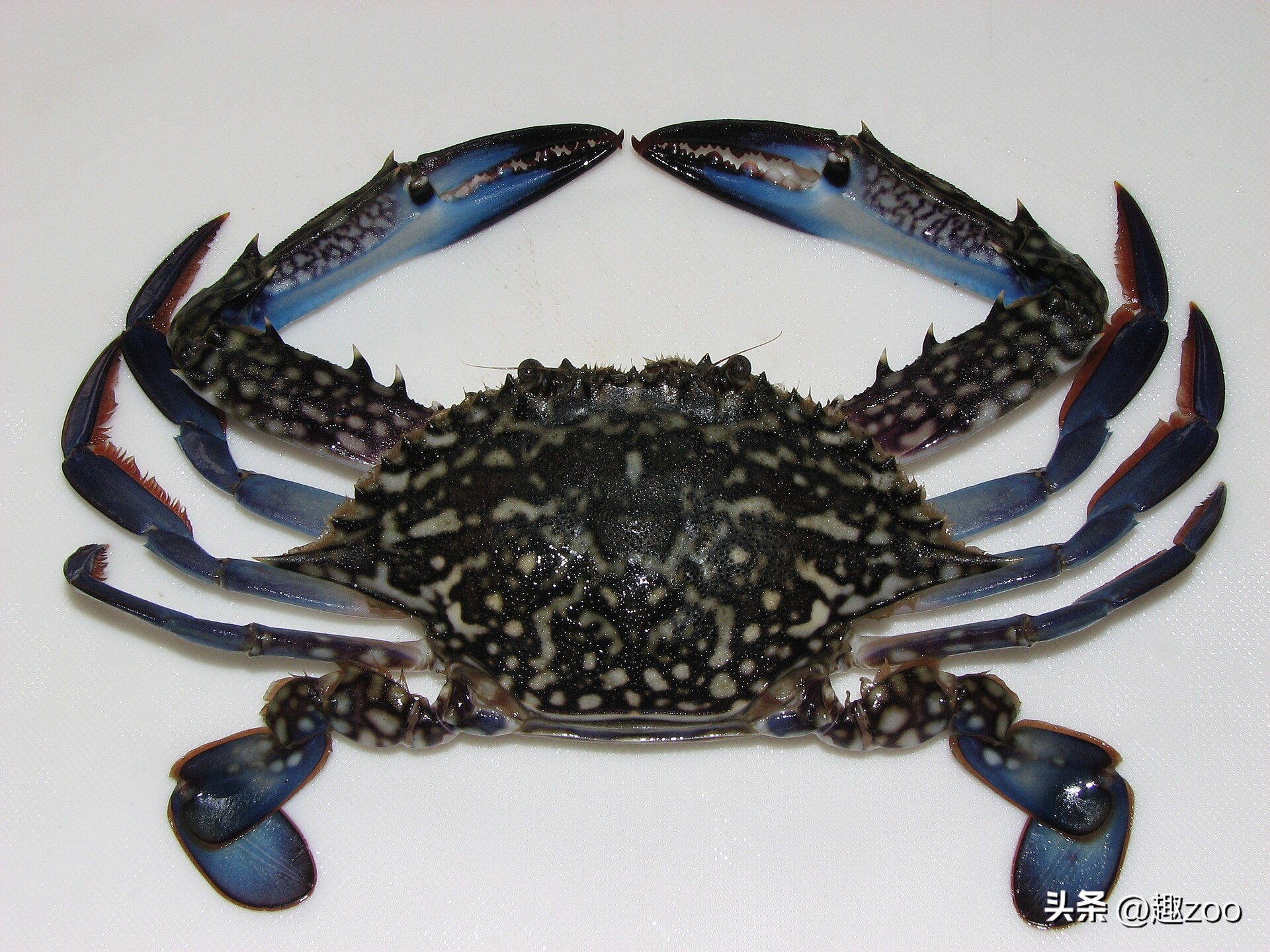 可以吃的螃蟹品种都有哪些,最常见的螃蟹品种大全图解