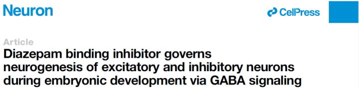 Neuron:GABA信号调控神经发生