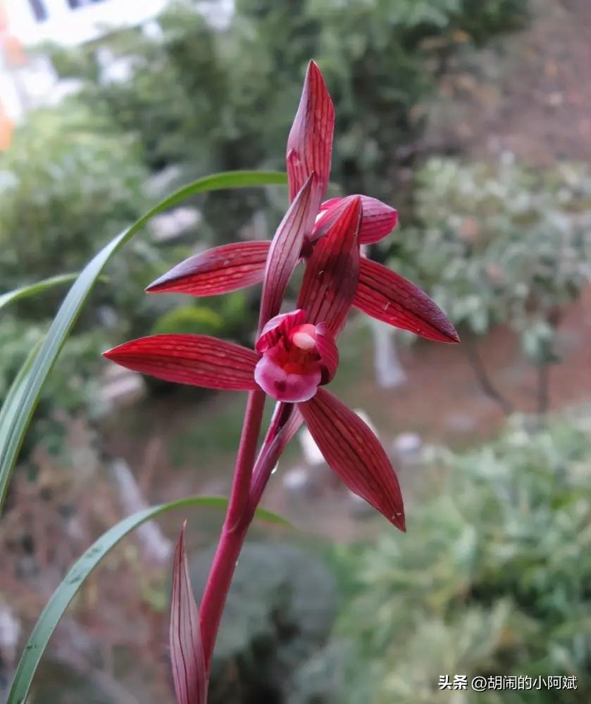 最香的兰花品种排名图片欣赏,兰花的八大品种分别是什么图片