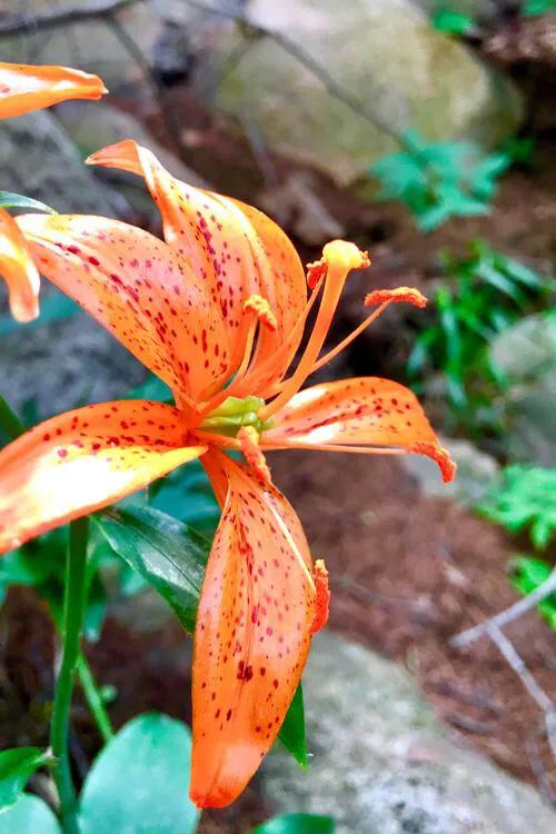 绽放的百合花,绽放的百合花32