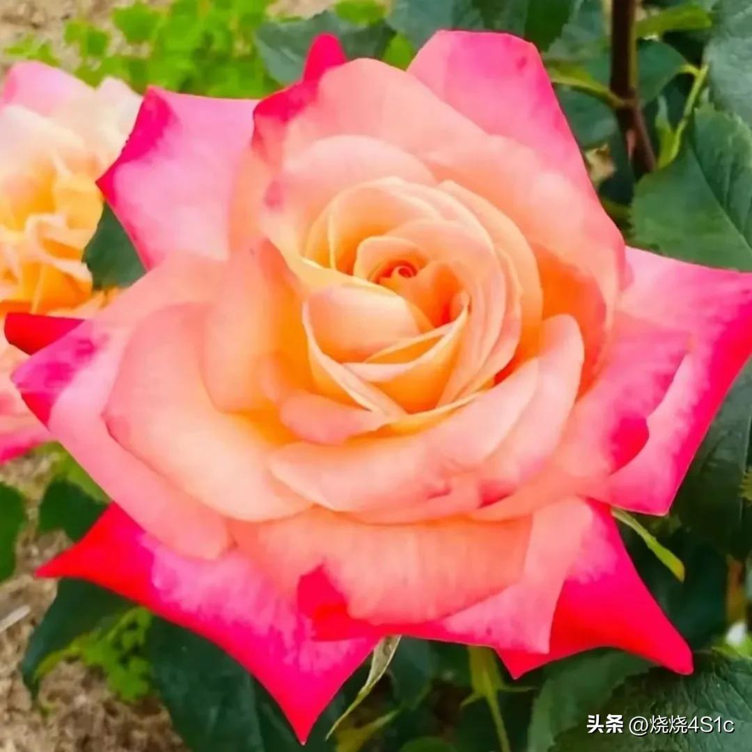 最美的月季花型,月季盛开惊艳了初夏