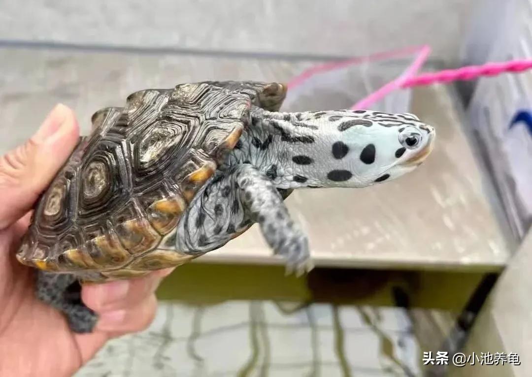 钻纹龟怎么干养,钻纹龟怎么养白