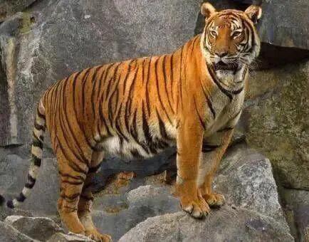 老虎怕狮子还是狮子怕老虎,狮子和老虎到底谁厉害有图有真相