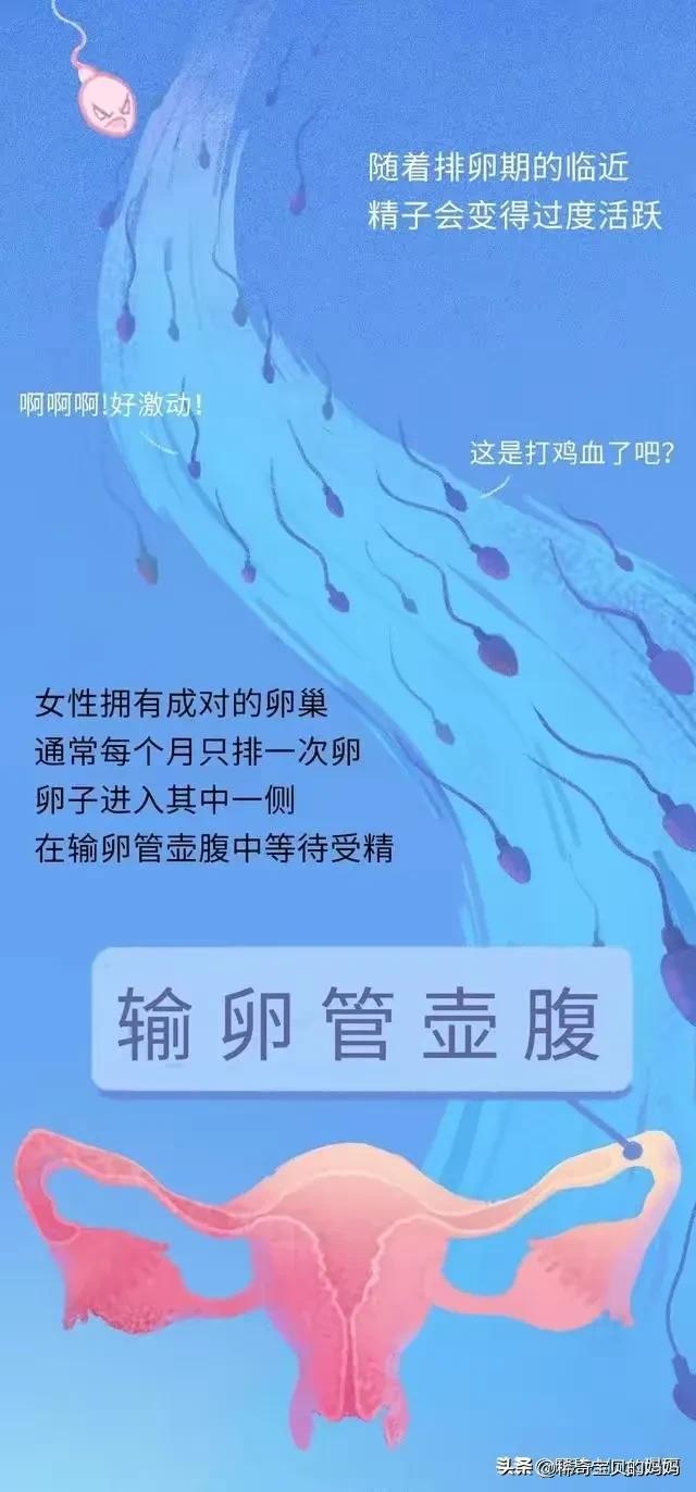 精子进入女性体内的24小时，都经历了什么？漫画
